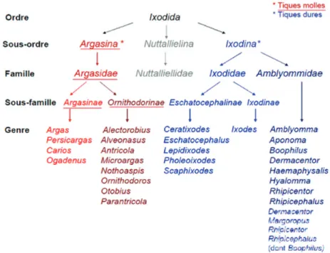 Figure 2  : Systématique des tiques