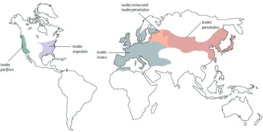 Figure 3 : Répartition globale des vecteurs (Ixodes spp) de la borréliose de Lyme. Reproduit de  l’European Concerted Action on Lyme Borreliosis 