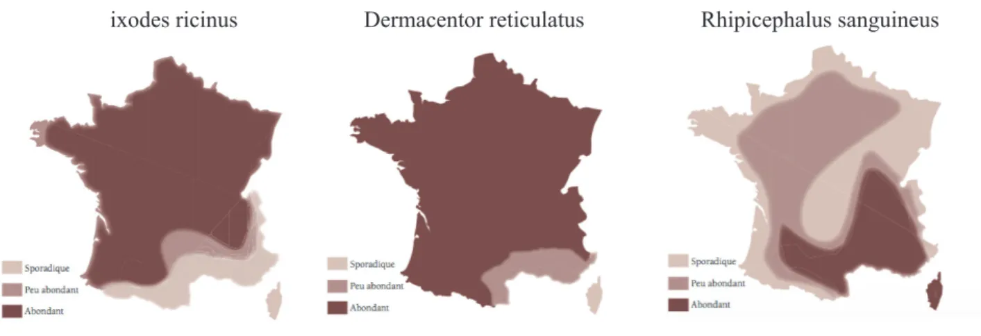 Figure 4 : Répartition géographique des 3 principales espèces de tique en France (2011) (3) 