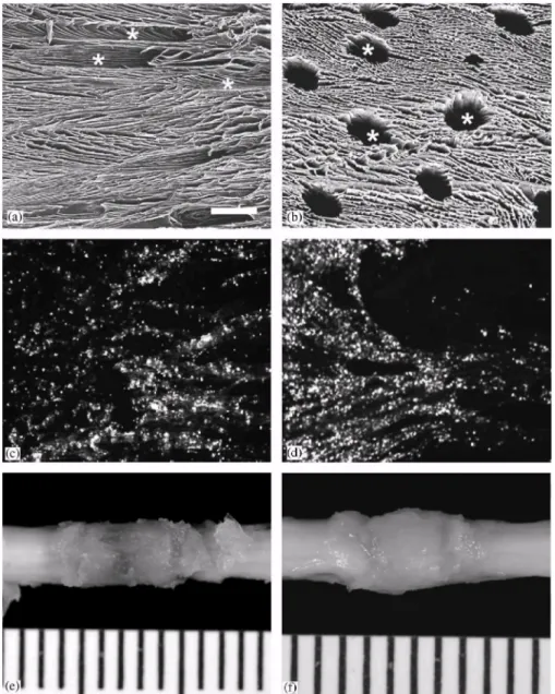 Fig. 1. Macroporous poly (D,L-lactic acid) scaffolds can serve as vehicle for SC implantation