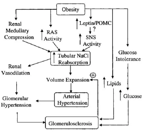 Figure I. 2. Illustration schématique des mécanismes physiopathologiques qui interviennent dans le développement de  l'hypertension artérielle chez les sujets obèses (Hall 2003) 