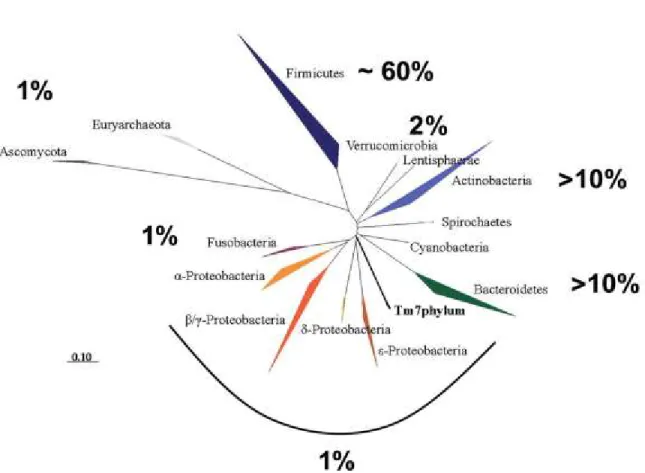 Figure I. 3. Arbre phylogénétique des principaux phyla du tractus intestinal humain et leur présence relative (en%) chez des  européens adultes en bonne santé (Diamant, Blaak et al