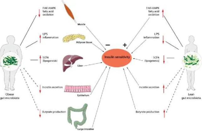 Figure I. 8. Les liens possibles entre le microbiote intestinal et les désordres métaboliques associés à l'obésité (Vrieze,  Holleman et al