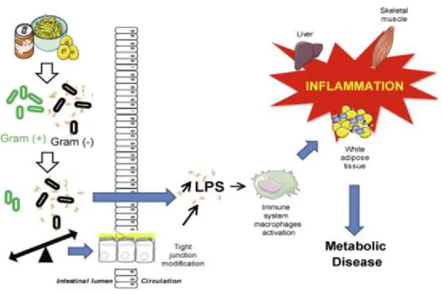 Figure I. 12. Illustration schématique de l'endotoxémie métabolique et ses conséquences