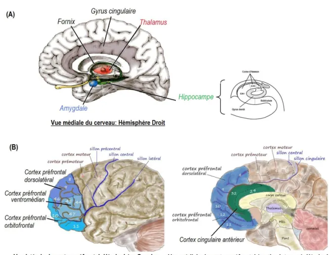 Figure 1. (A) Représentation schématique des principales  structures impliquées dans le système limbique chez le sujet  sain ; hippocampe (subiculum, corne d’ammon et gyrus denté),  agmydale, fornix, gyrus cingulaire et thalamus