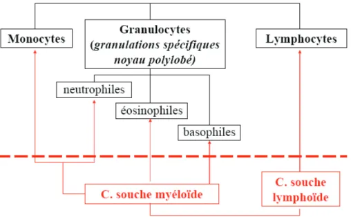 Figure 7  : Généalogie leucocytaire  10