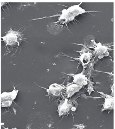 Figure 8  : Plaquettes sanguines en microscopie  13