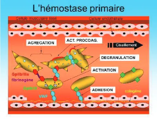 Figure 9  : Hémostase primaire  15