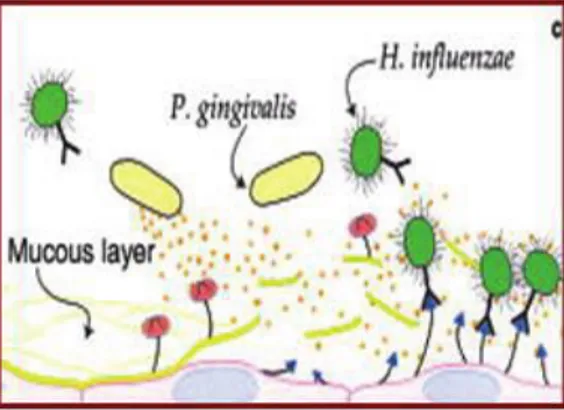 Fig.  2   Pathogens  produce  enzymes  that  alter  mucosal  surface adhesion receptors for respiratory pathogens 