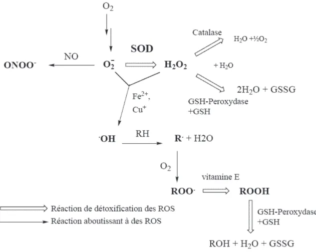 Figure 5 : CARACTERISATION DES ROS ET DU SYSTÈME ANTI-OXYDANT  L ʼ ion superoxyde O 2
