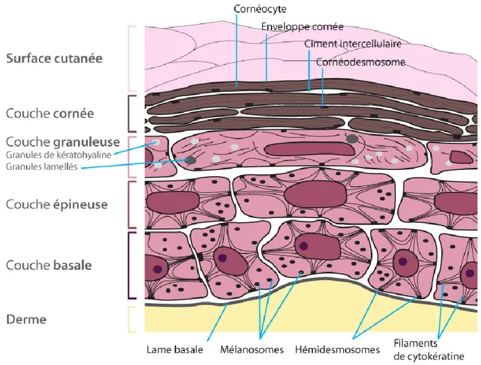 Figure 2 : Caractéristiques des kératinocytes  5