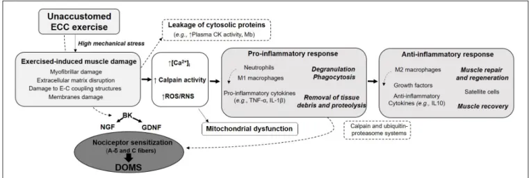 FIGURE 1 | Summary of the main specific features of eccentric contraction, its multi-target beneficial effects and potential risks associated with unaccustomed and/or maximal eccentric exercise.