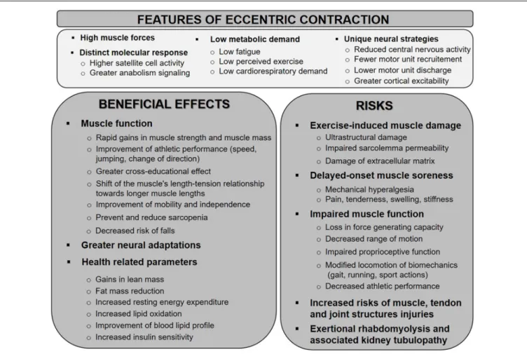 FIGURE 2 | Schematic representation of the potential mechanisms associated with eccentric exercise-induced muscle damage and involved in the development of DOMS