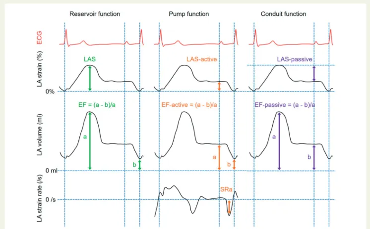 Figure 2 Assessments of LA reservoir, pump and conduit function using LA strain analysis and LA volume