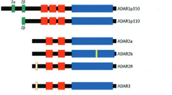 Figure 1:Structure des différentes isoformes des proteins ADAR chez l’humain Site de fixation à l’ADN de conformation Z: Z-DNA binding domain
