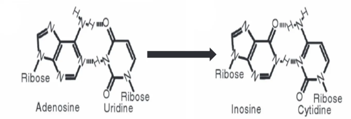 Figure 3 : Conséquences de l’édition. L’adénosine s’apparie avec l’uridine au cours de  rétrotranscription de l’ARN en ADN