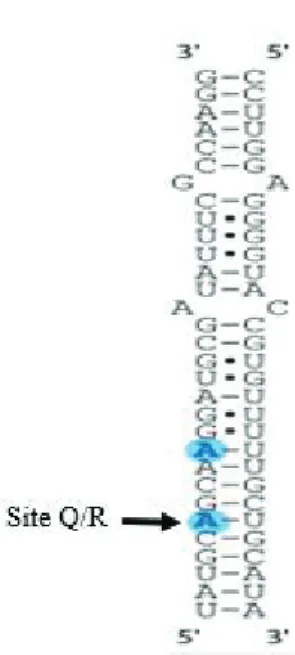 Figure 6 : Préférence nucléotidique d’ADAR2. Le pré-ARNm de la sous-unité B du récepteur  au glutamate possède des sites spécifiquement édités par ADAR2 qui illustrent le principe de  préférence nucléotique avec du côté 5’ de l’adénosine à éditer une adéno