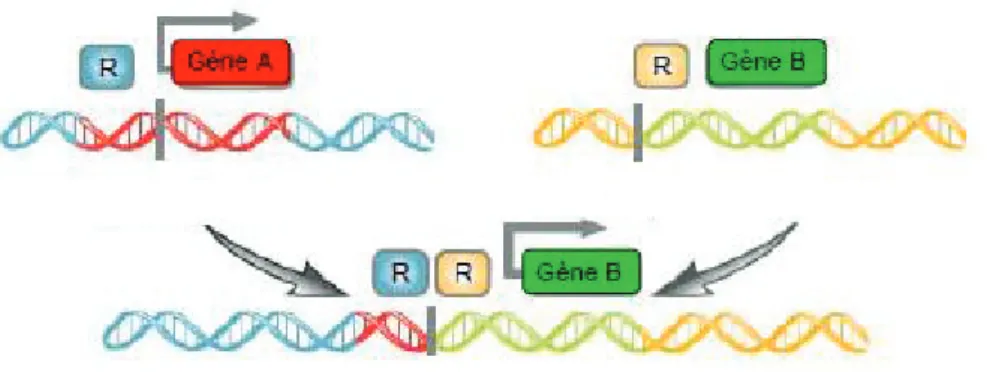 Figure 9 : Principe d’une anomalie quantitative. Après réarrangement, le gène B peu ou pas  exprimé dans la cellule est sous la dépendance transcriptionnelle des éléments régulateurs R  d’un gène A fortement exprimé dans cette cellule
