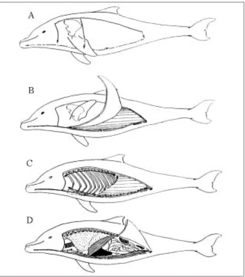 Figure 3 : Ouverture des cavités abdominale et thoracique chez les petits cétacés (d’après Hue, 1998)