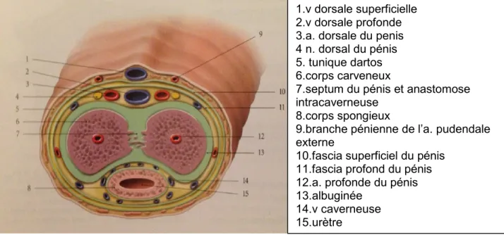 Figure 3: Coupe longitudinale de l'extrémité libre du pénis  1.v dorsale superficielle 2.v dorsale profonde 3.a