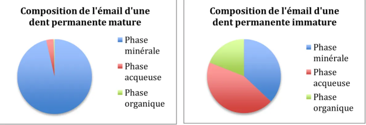 Figure 1: Composition de l'émail des dents permanentes matures et immatures