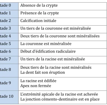 Tableau I : Les stades de Nolla (selon Nolla 1996) Stade  Absence de la crypte