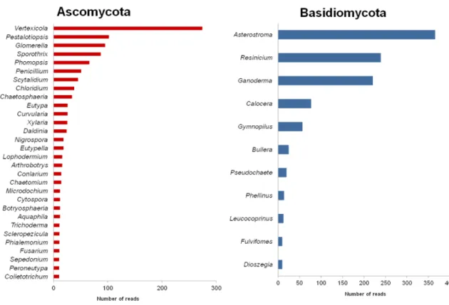 Figure 2. Richness and abundance of the taxa for the phyla Ascomycota and Basidiomycota.