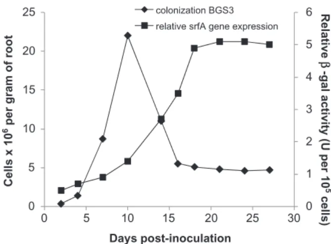 Fig. 1. Evolution of population and expression of surfactin operon in B. subtilis BGS3 cells colonizing tomato roots