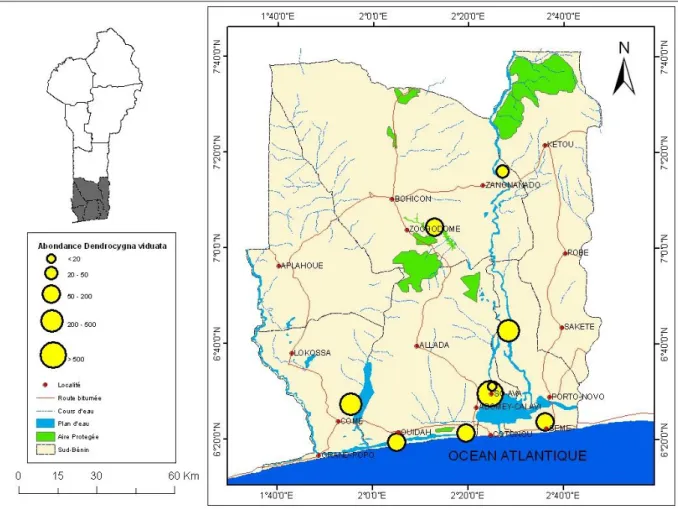 Figure 9 : Carte de répartition et du niveau d’abondance du Dendrocygna viduata au  sud du Bénin 