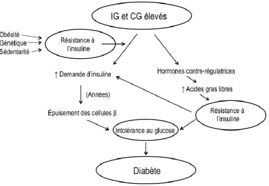Figure 2. Mécanismes potentiels par lesquels une alimentation à IG ou CG élevés pourrait augmenter  le risque de DT2 (figure adaptée de Willett et collaborateurs, Am J Clin Nutr, 2002)(37)