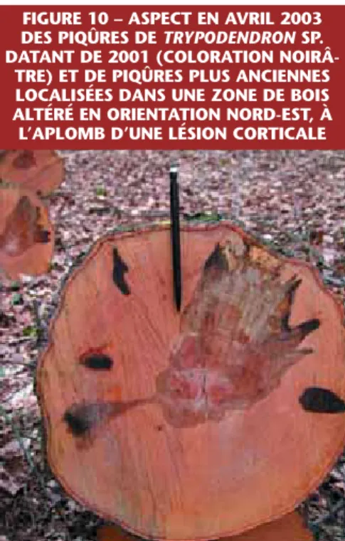 FIGURE 10 – ASPECT EN AVRIL 2003 DES PIQÛRES DE TRYPODENDRON SP.