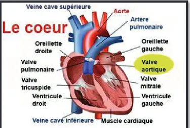 Figure 1 : Schéma du cœur et de ses différentes valves 