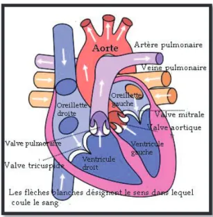 Figure 2 : schéma du cœur et vue en coupe de ses différentes valves 