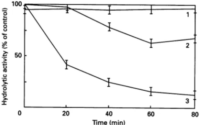 Fig. 3. Protection of the R61 enzyme against phenylglyoxal inactivation by the Ac-L-Ala-D-Glu-Gly peptide