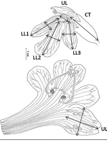 FIGURE 1. Floral characters (maximal lengths and widths) measured in Crep- Crep-idorhopalon perennis and C