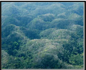 Figure 3.  Aerial view of the rain forest and limestone karst hills in RCNR.