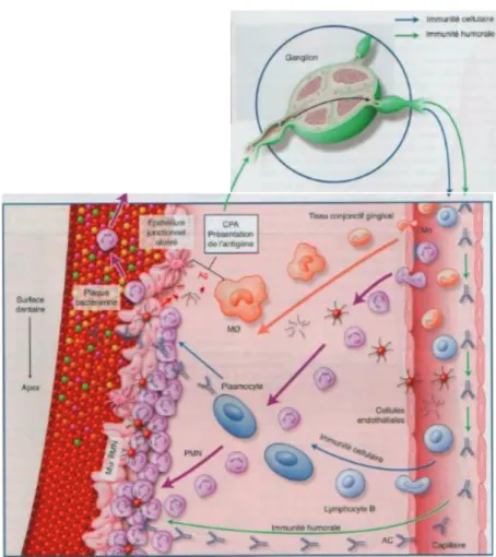 Figure 23 – Mécanismes de l’immunité adaptative  3 