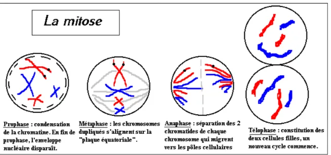 Figure 3 : phases successives de la mitose 