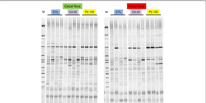 Figure 1 DGGE profiles revealed microbial diversity in the cecum content and fecal pellets of mice exposed for 8 weeks to Cd and Pb salts via their drinking water