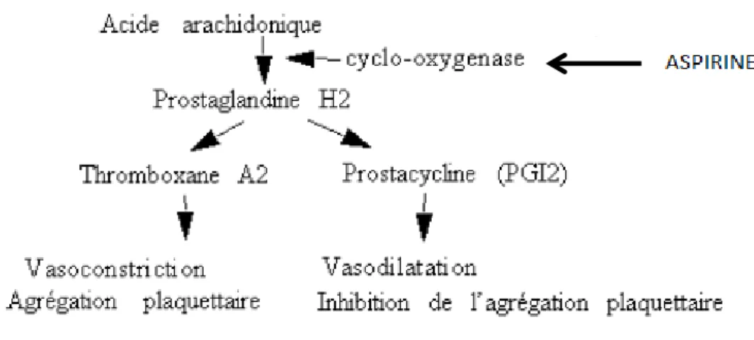 Figure 5 : Mécanisme d’action de l’aspirine. 