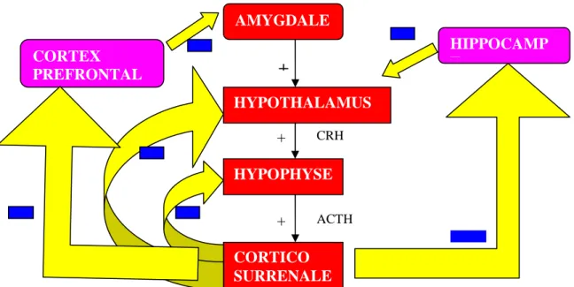 Figure 1 : L'axe Hypothalamo-Hypophyso-Surrénalien et les rétroactions des  glucocorticoïdes