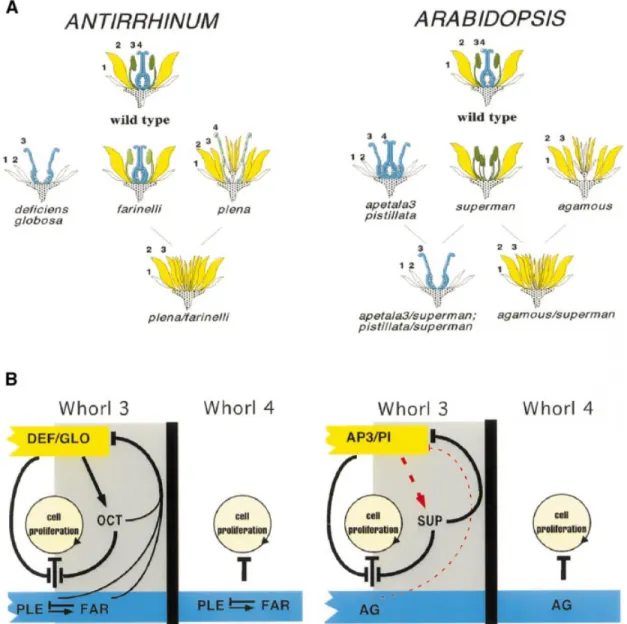 Fig. 6. Differences between homeotic mutants of Antirrhinum and Arabidopsis. (A) A comparative schematic representation of the mutants and double mutants of Arabidopsis (right) and Antirrhinum (left) referred to in the text