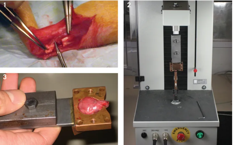 Figure 1: Animal experimental procedures. Surgical procedure: the Achilles and plantaris tendons were dissected