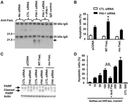 Figure 7. The 21.5 kDa Plasmin-Generated FasL Fragment Is Proapoptotic 