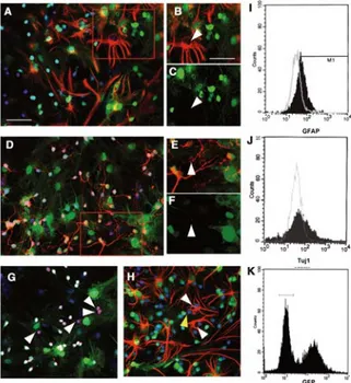 Figure 1. Neuronal and astroglial markers expression by nes- nes-tin-positive mesenchymal stem cells (MSCs)