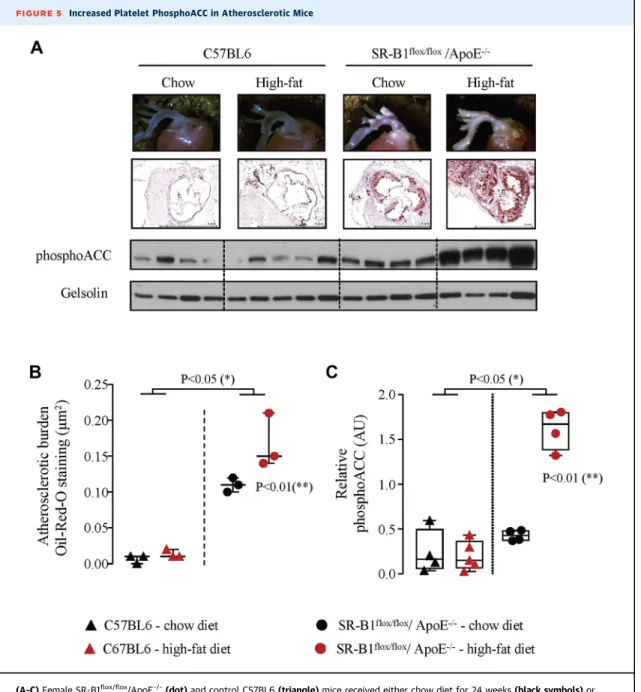 FIGURE 5 Increased Platelet PhosphoACC in Atherosclerotic Mice
