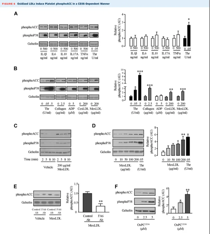 FIGURE 6 Oxidized LDLs Induce Platelet phosphoACC in a CD36-Dependent Manner