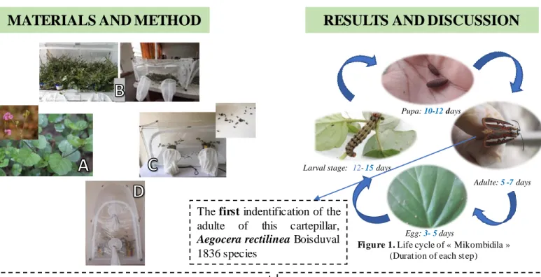 Figure  1. Life cycle of « Mikombidila » (Duration of each step)