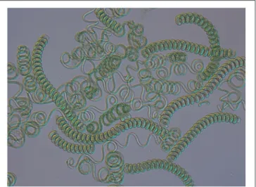 FIGURE 1 | Light microscopy of Arthrospira filaments from natural environment (magnification 200x).