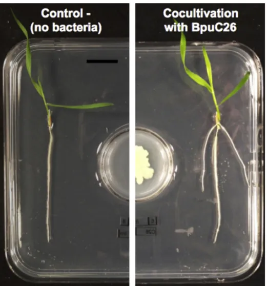 Fig. 1. Induction of lateral root formation on seedlings of the model grass Brachypodium distachyon (line Bd21) by volatile compounds emitted by the PGPR Bacillus pumilus C26, co-cultivated on a vertical plate within a shared atmosphere (Delaplace et al., 